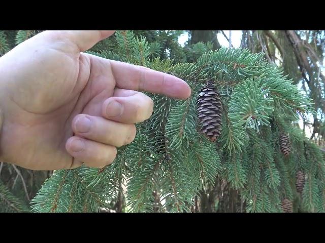 Identifying white spruce