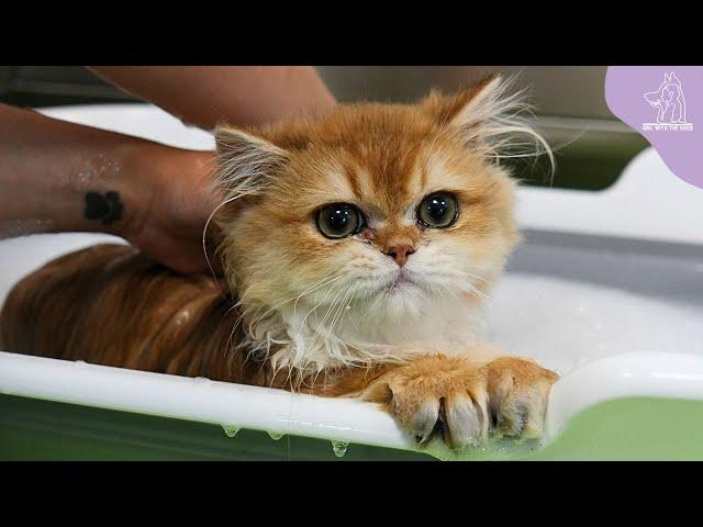 A Very Stinky Distinguished Gentleman | Adorable British Longhair Kitten