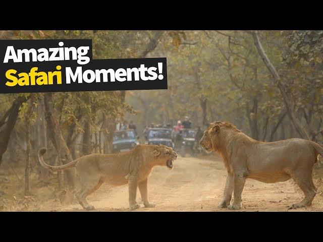 26 Incredible Safari Moments Caught on Camera