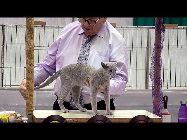 CFA International Show 2019 - Shorthair Adult Class Judging - 3rd Set