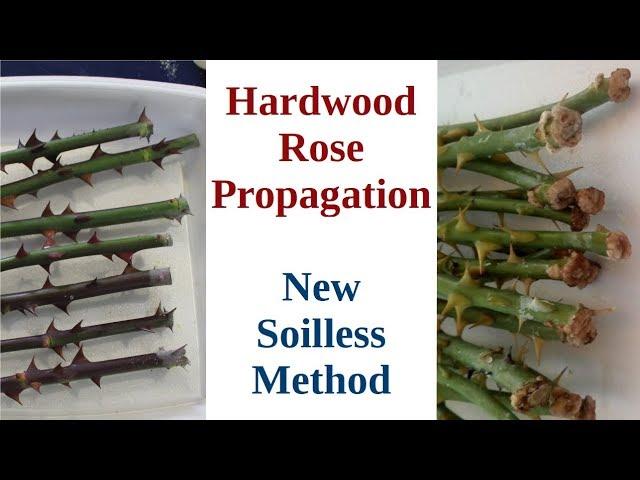 Hardwood Rose Propagation: New Soilless Method