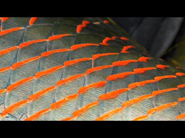 Pirarucu Fly Fishing - GIANT ARAPAIMA of the AMAZON - by Todd Moen