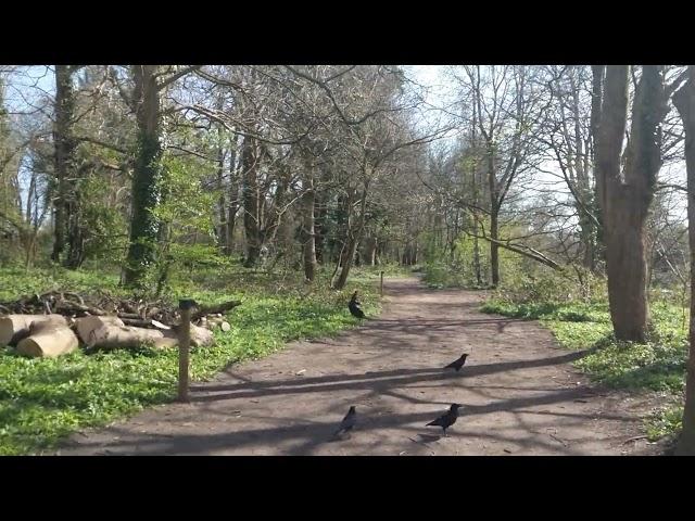 Crow Bois in the wood