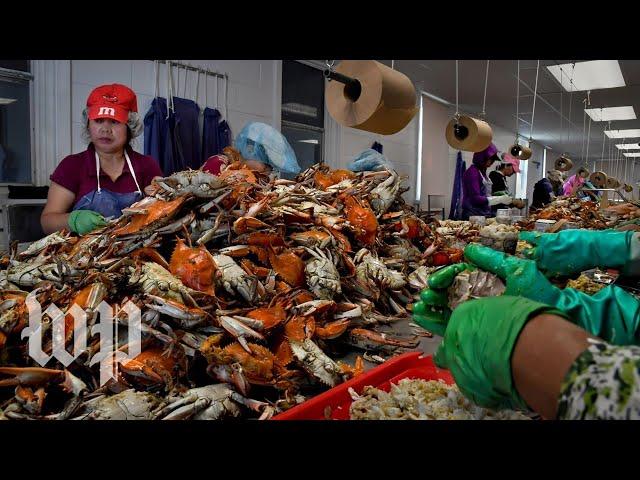 Without visas for foreign workers, Maryland’s crab-picking jobs go unfilled