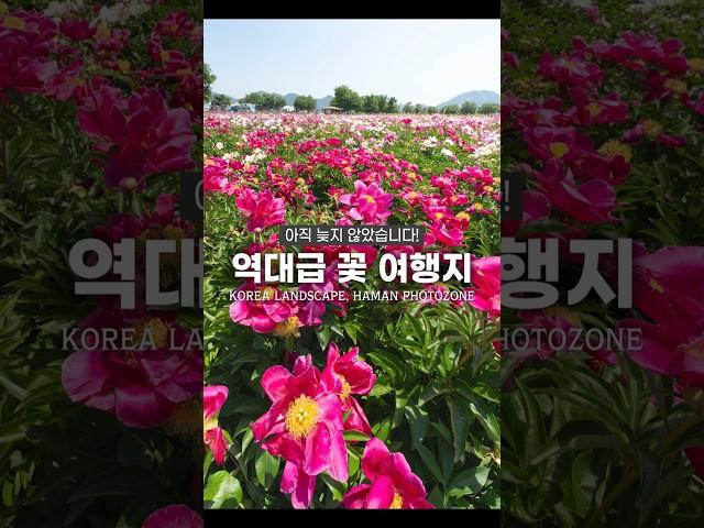 늦기 전에 가야 할 역대급 작약꽃