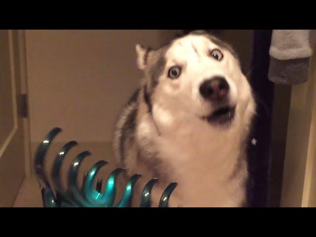 Funniest Husky Videos   Funny And Cute Dog Videos Compilation!