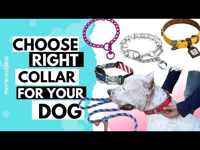 How to choose right COLLAR for your dog. Pros and Cons EXPLAINED.