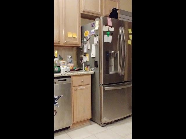 Sweetie's Workout (in the kitchen)