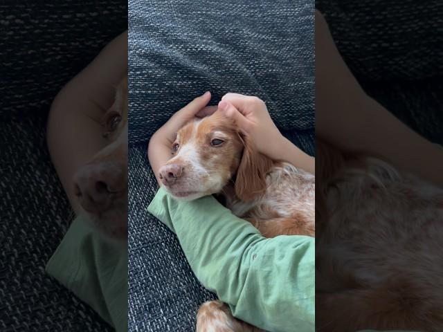 Luna is cuddled #pets #dog #cute #cuteanimalclips #animals #funny #shorts #short