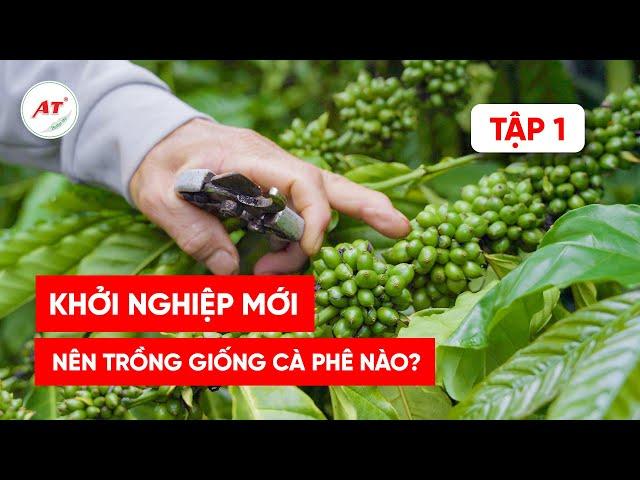 3 GIỐNG CÀ PHÊ KHỞI NGHIỆP MỚI NHẤT CHO NÔNG DÂN