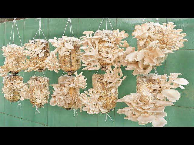 Mushrooms are easy to grow and harvest every day | Step by step for beginners