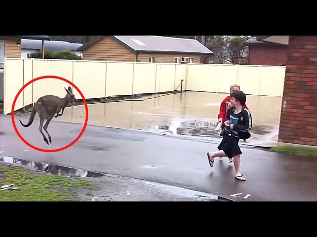 Insane Animal Encounters From Australia DOWN UNDER in Less than 10 Minutes