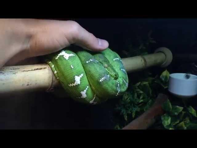 Emerald Tree Boa Care & Setup