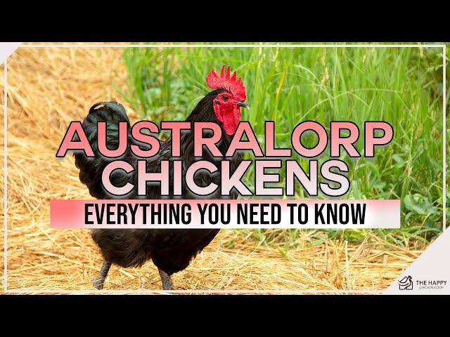 Australorp Chickens Everything You Need To Know