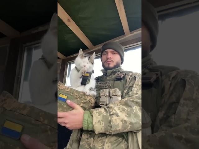 Cool cats of Ukraine!