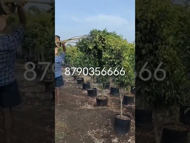 wholesale Ficus Benjamin Plants in Sree Suryanarayana Nursery 879035666