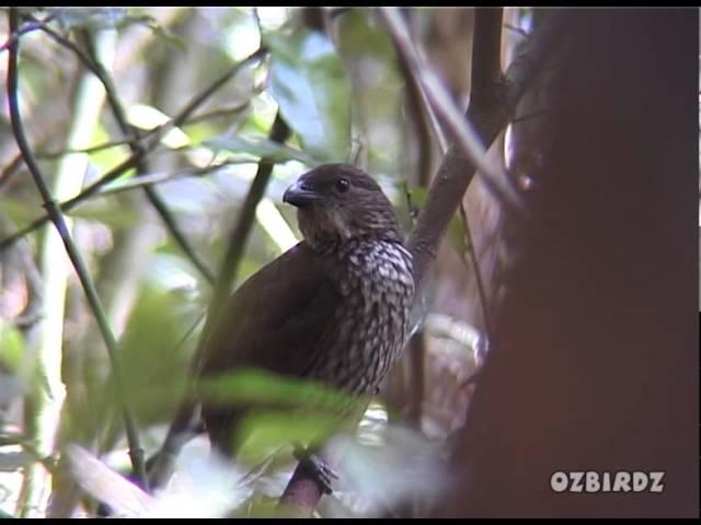 Toothbilled Bowerbirds Calling #3