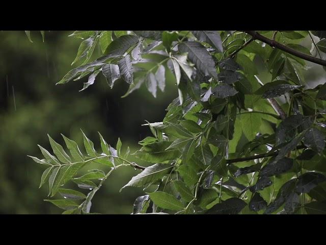 Meditation with Rain and Tanpura