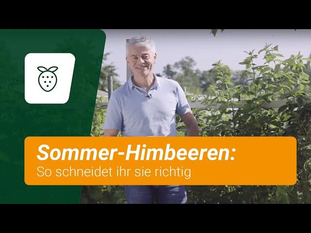 Sommer-Himbeeren schneiden: So geht's