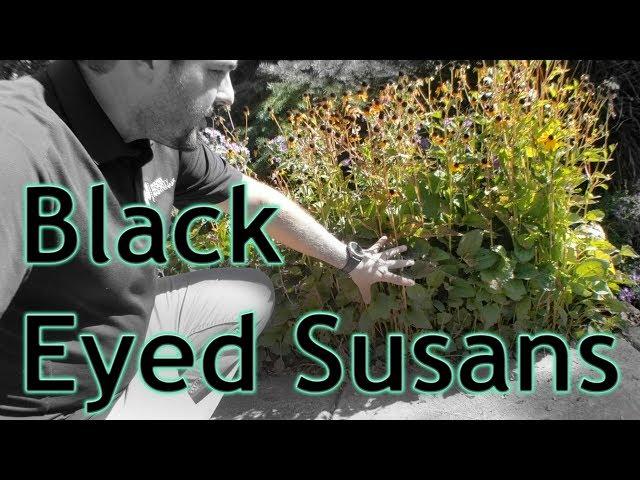 What To Do With Your Black Eyed Susans