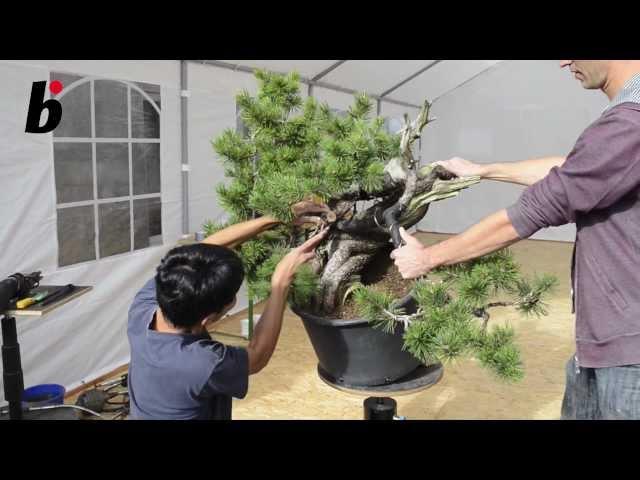 Minoru Akiyama (JP) Demo Pinus Mugo Bonsai Focus #6-2012