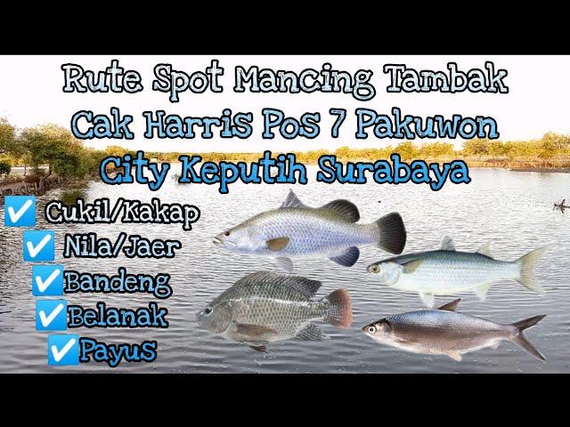 Rute Spot Mancing Tambak Cak Harris Pos 7 Pakuwon City Keputih Surabaya