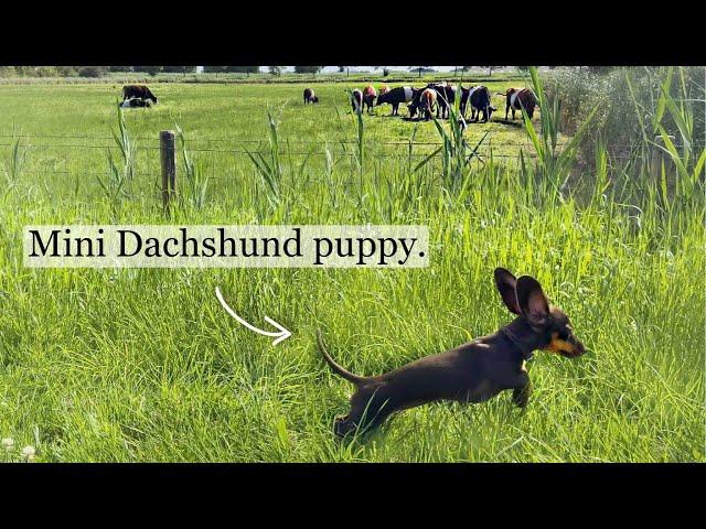 Family Diary- Mini Dachshunds & Cows.