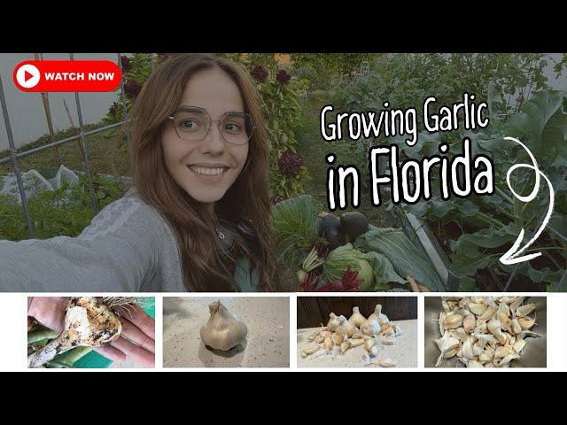 How to grow garlic successfully in Florida