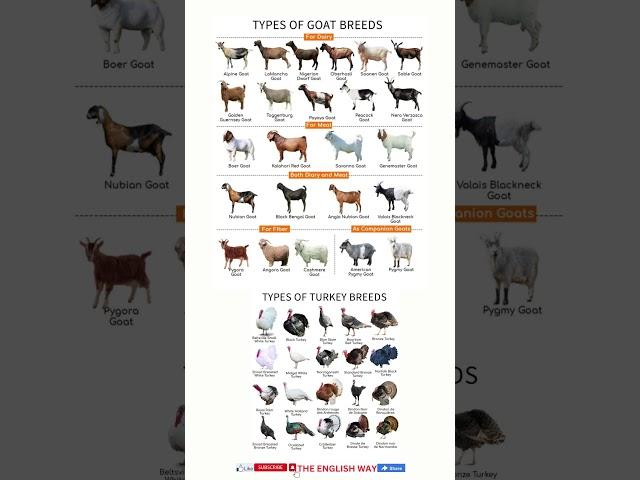 Types of Goat Breeds #shorts #viral #animals