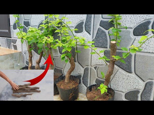 Propagation of bougainvillea from large branches |Growing bougainvillea from branches|100% success