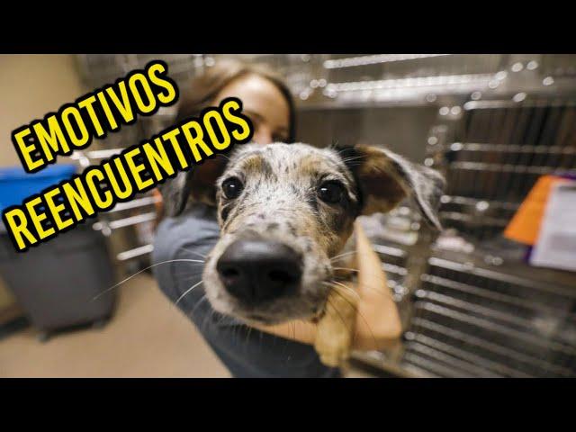 6 EMOTIVAS  HISTORIAS de MASCOTAS que REGRESARON A CASA