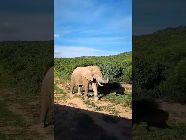 Elephant - Слон 