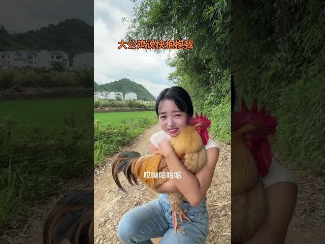 The big rooster came back after a walk and asked me to hug it again. The big rooster also needs