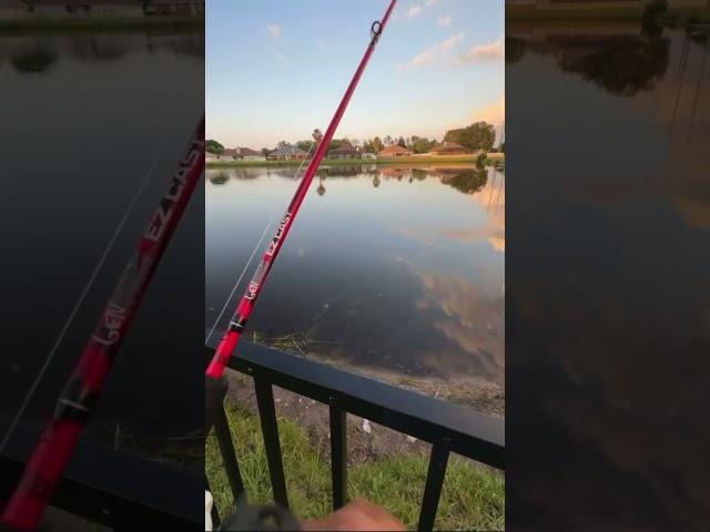 Backyard Pond Fishing With OldManJax - My Son Steal my Catch!  #fishing #bassfishing