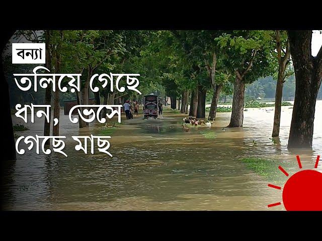 ধীরগতিতে কমছে ময়মনসিংহ অঞ্চলের বন্যার পানি | Mymensingh | Flood News Update | Prothom Alo