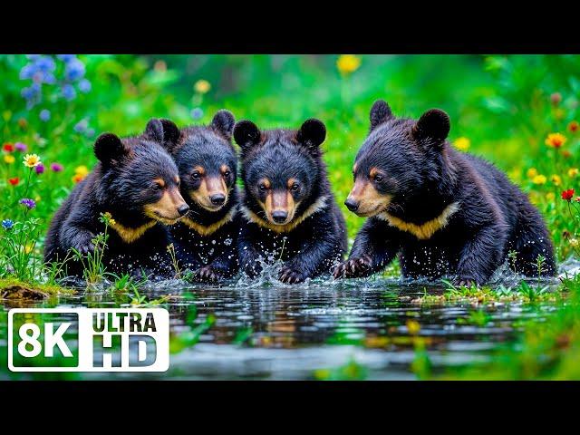 Baby Animals 8K ULTRA HD  Escape with ocean waves and cute wildlife