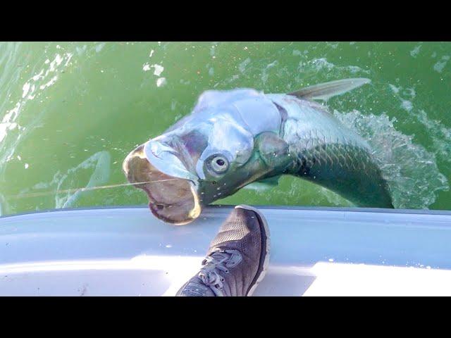 TARPON & Shrimp {Catch Clean Cook} Bud n' Mary's Marina