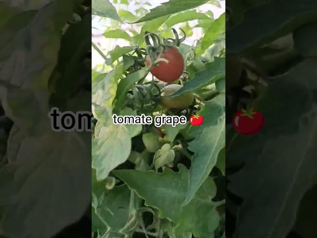 grape tomato , Betel Maranata