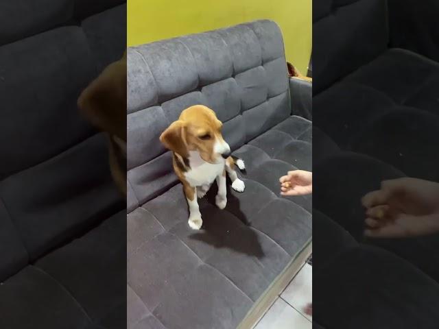 Training session for dog #beagle#buddy beagle
