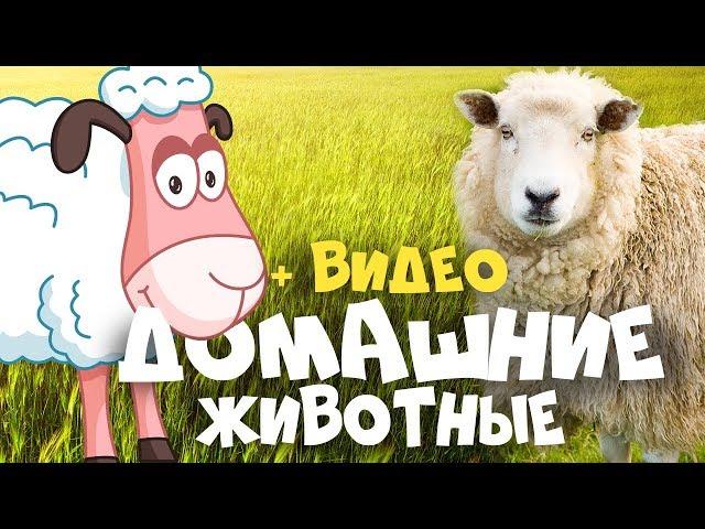 ДОМАШНИЕ ЖИВОТНЫЕ + ВИДЕО + ЗВУКИ ЖИВОТНЫХ || развивающие мультики для детей