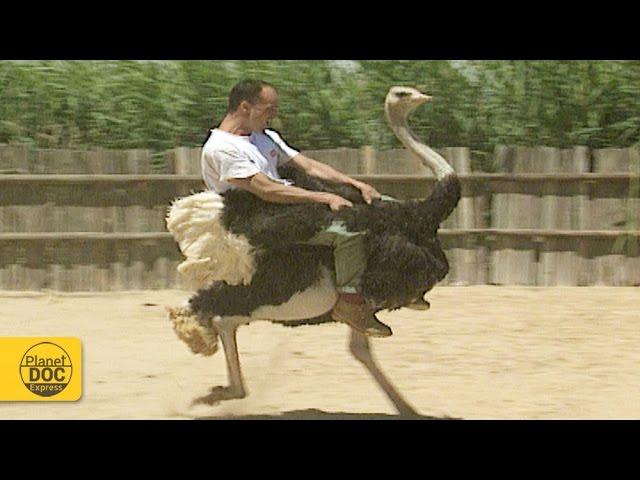 Ostrich Riding