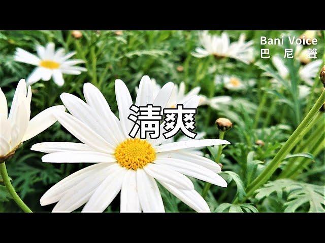 純淨精微：清爽 2023/10/9Bani Voice巴尼聲