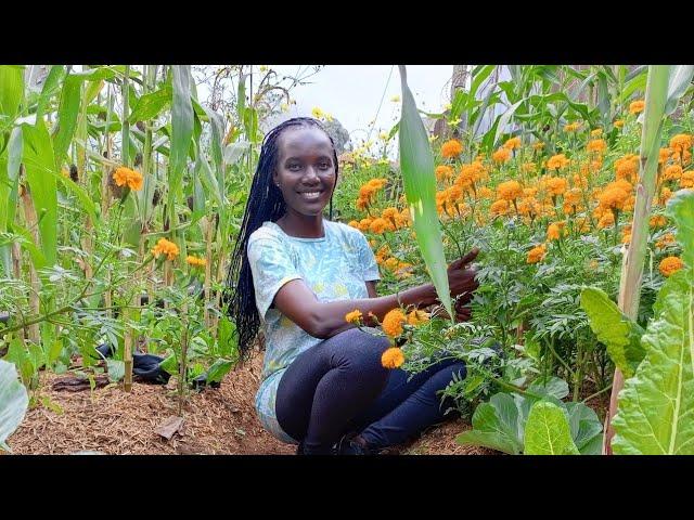 A  Young Lady Growing Her Own Food. Road To Self Sufficiency. Backyard Gardening.