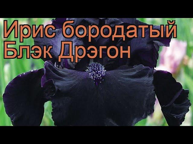 Ирис бородатый Блэк Дрэгон (iris black dragon)  обзор: как сажать, рассада ириса Блэк Дрэгон