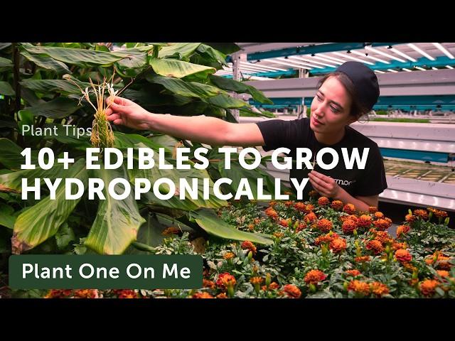 Top 10+ EDIBLE PLANTS to Grow HYDROPONICALLY — Ep. 394