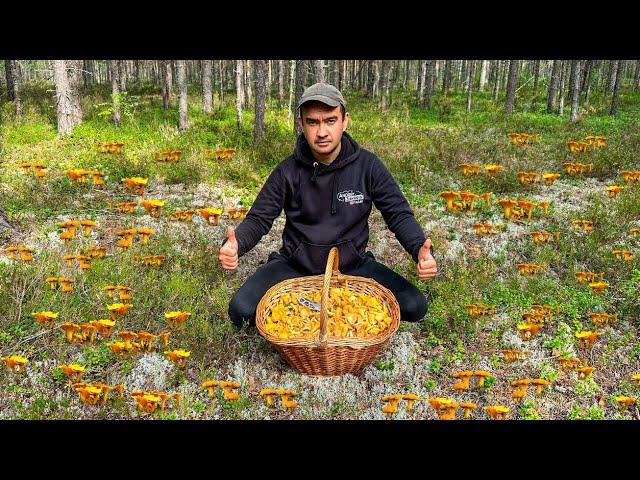 ТОННЫ ГРИБОВ ВМЕСТО МХА! НАСОБИРАЛ ОГРОМНУЮ КОРЗИНУ ЛИСИЧЕК! ВОТ ОНО СЧАСТЬЕ ГРИБНИКА! ГРИБЫ 2023