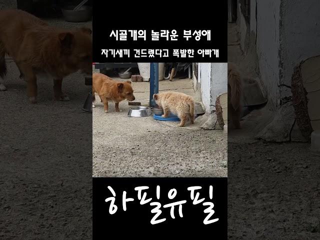 자기 새끼 건드렸다고 폭발한 아빠개 #dog #babydog #poordog #shorts