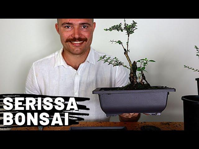 Styling Serissa Bonsai Part 1 | Serissa Bonsai Care