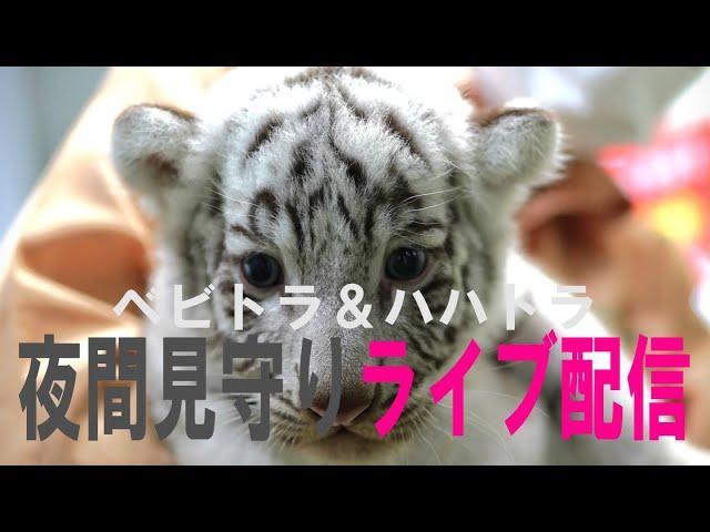 【white tiger cubs live】【10月31日】ベビトラ＆ハハトラ夜間見守りライブ配信