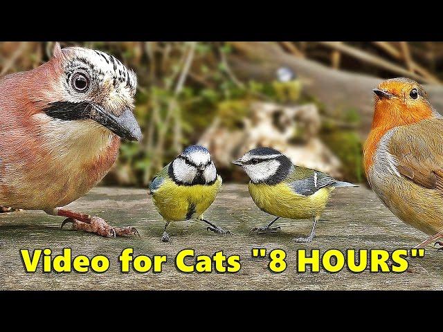 Cat Entertainment Videos : Video for Cats To Watch Birds : ULTIMATE 8 HOURS